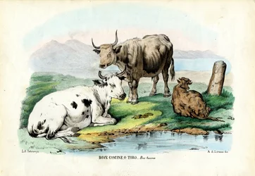Dobytek, 1863-79